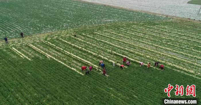 蔬菜基地工人正搶抓農(nóng)時(shí)采收蘿卜?！?彭圣洲 攝