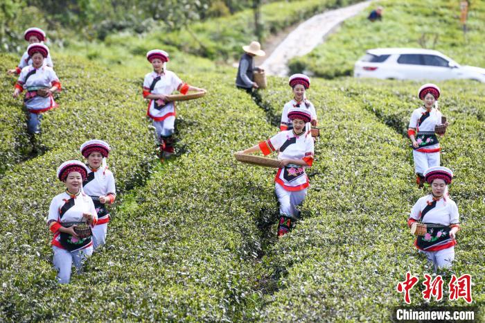 白族村民走進(jìn)茶園采摘。　楊華峰 攝