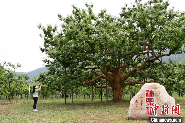 河北寬城：長(zhǎng)城腳下千樹萬(wàn)樹“栗”花開