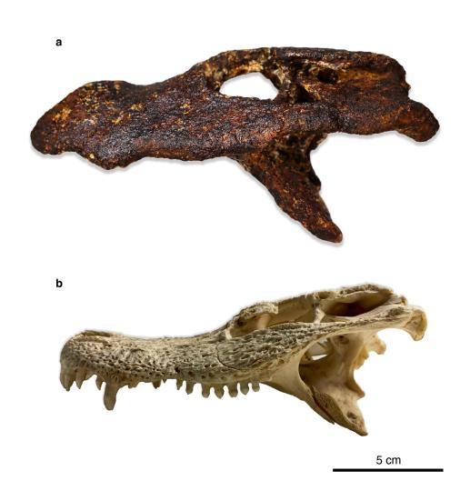 國際最新研究發(fā)現(xiàn)新的古代亞洲短吻鱷屬物種與揚(yáng)子鱷親緣很近