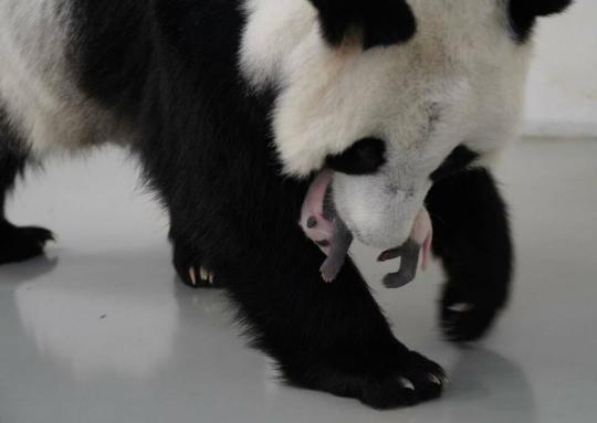 俄羅斯莫斯科動物園發(fā)布大熊貓幼崽新圖片