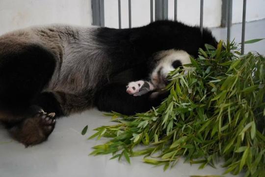 俄羅斯莫斯科動物園發(fā)布大熊貓幼崽新圖片