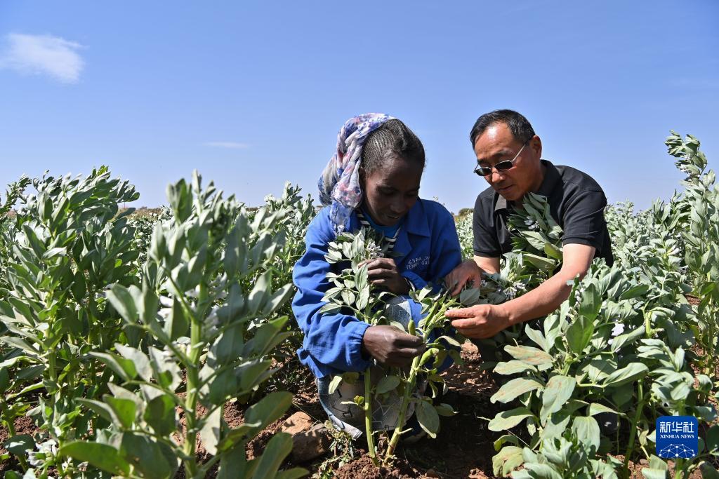 9月27日，在位于厄立特里亞阿斯馬拉的農業(yè)技術援助項目示范地，中國援厄第三期高級農業(yè)專家組豆類作物專家劉運民（右）指導當?shù)剞r戶進行蠶豆作物的田間管理。新華社記者 韓旭 攝