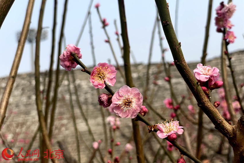 明城墻遺址公園梅花初綻。 人民網(wǎng) 池夢(mèng)蕊攝