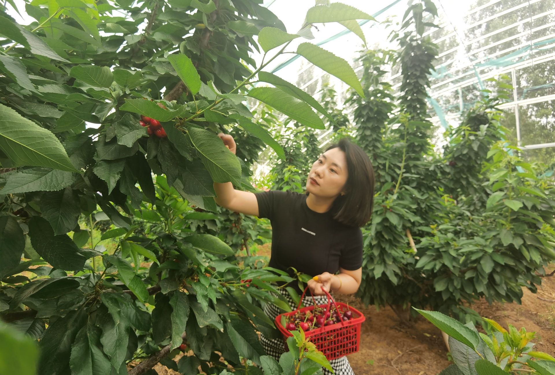 穿行林間，游客摘下一串串“紅瑪瑙”，感受鄉(xiāng)村別樣風景。 劉柯旋攝