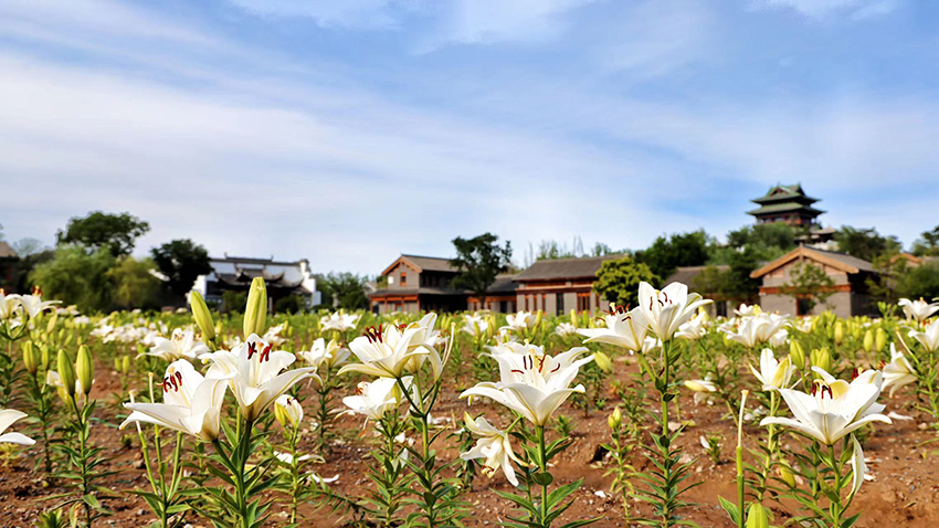 北京世園公園百合陸續(xù)盛放。（北京世園公園供圖）