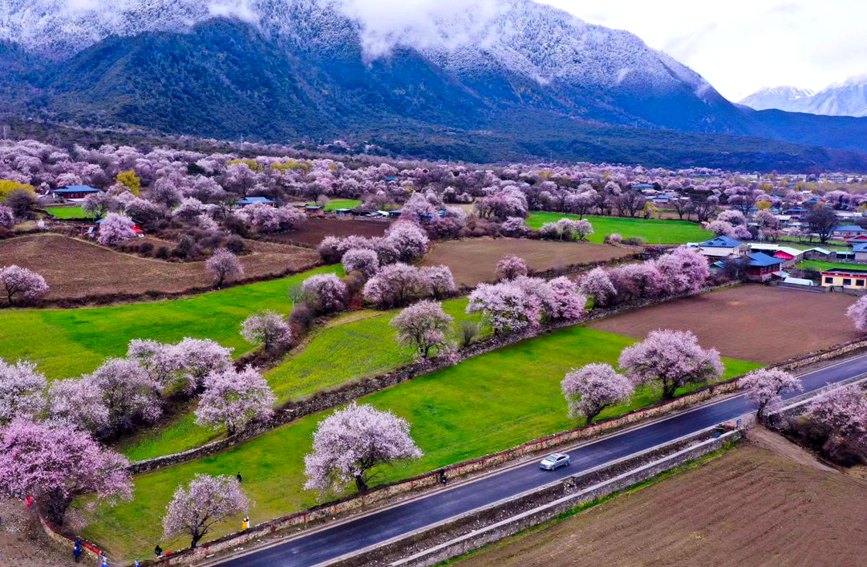 波密縣傾多鎮(zhèn)如納村盛開的桃花。徐馭堯攝