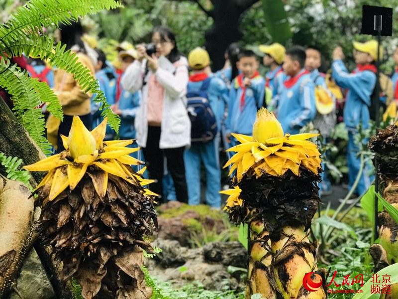 植物館里的地涌金蓮。地涌金蓮原產(chǎn)中國(guó)云南，為中國(guó)特產(chǎn)花卉。人民網(wǎng) 董兆瑞攝