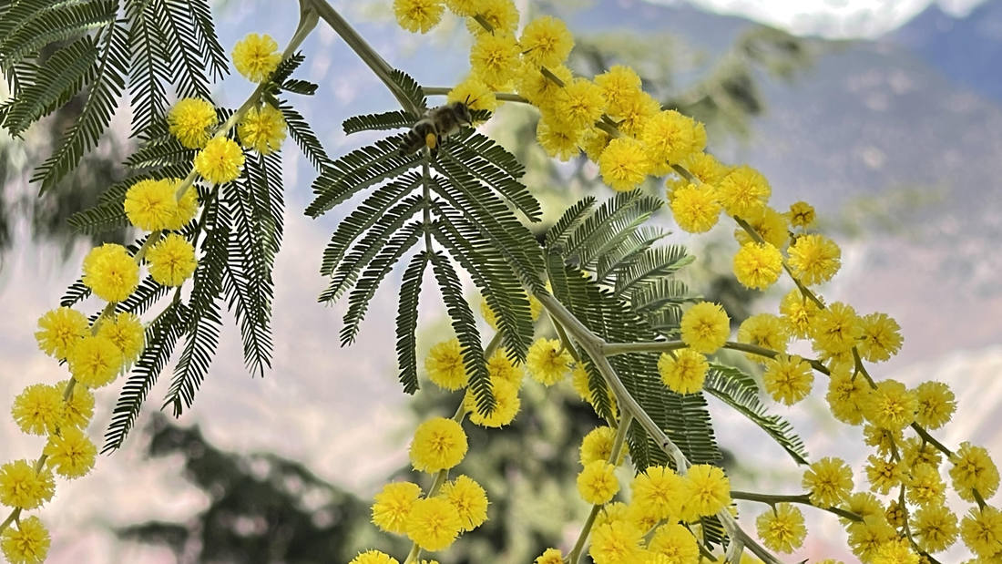 蜜蜂在金合歡花枝上休憩。