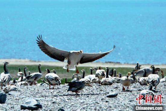 圖為青海濕地生態(tài)。(資料圖) 談林明 攝