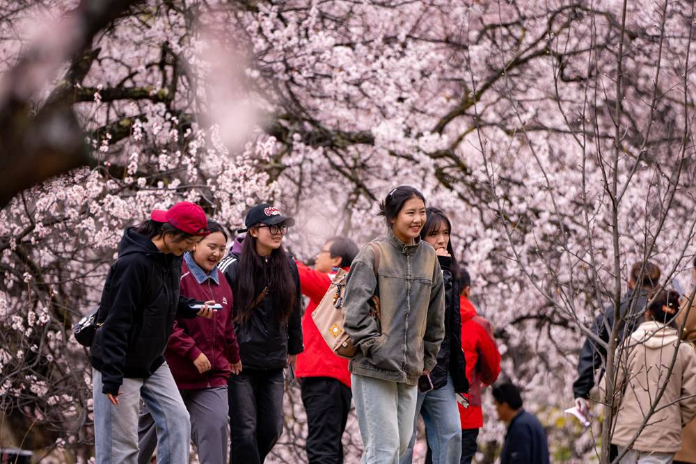 桃花盛開(kāi)惹人醉，八方游客賞花來(lái)。徐馭堯攝