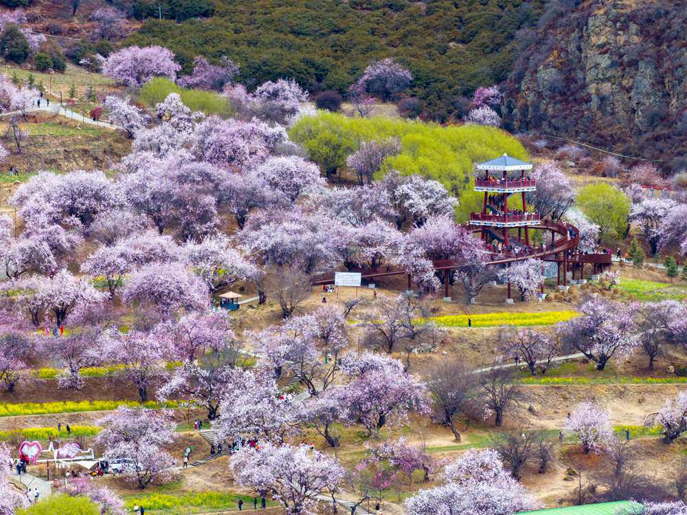 桃花盛開(kāi)惹人醉，八方游客賞花來(lái)。徐馭堯攝