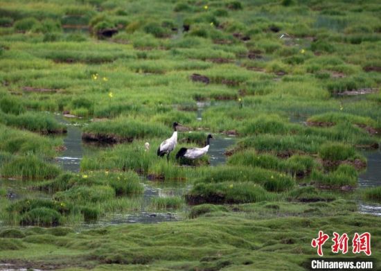 圖為祁連山國家公園青海片區(qū)內(nèi)的黑頸鶴。　祁連山國家公園青海省管理局供圖 攝