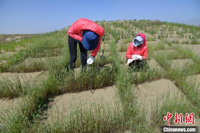 圖為工作人員在調(diào)查沙障技術(shù)成果。　張登山 攝