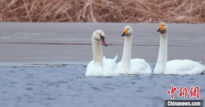 圖為疣鼻天鵝與大天鵝?！∏嗪夜珗@觀鳥協(xié)會供圖 攝