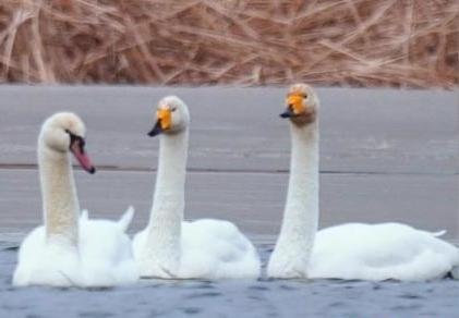 圖為疣鼻天鵝與大天鵝。　青海國(guó)家公園觀鳥協(xié)會(huì)供圖 攝