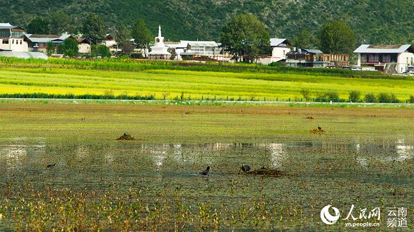 納帕海成為鳥類遷徙停留地。呂昊辰攝