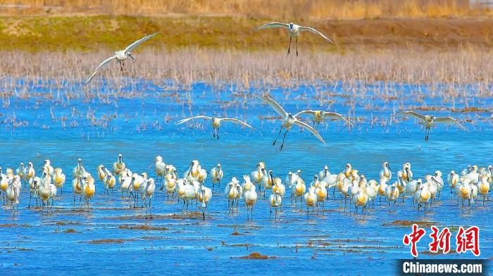 沿海濕地，鳥(niǎo)類天堂?！←}城市委宣傳部供圖