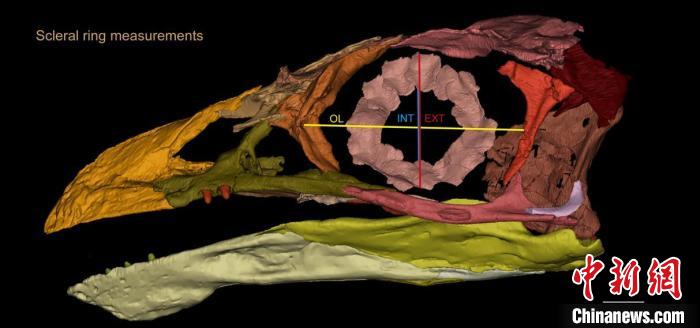 熱河鳥STM3-8化石標(biāo)本的鞏膜環(huán)復(fù)原及測量示意圖。　胡晗 供圖