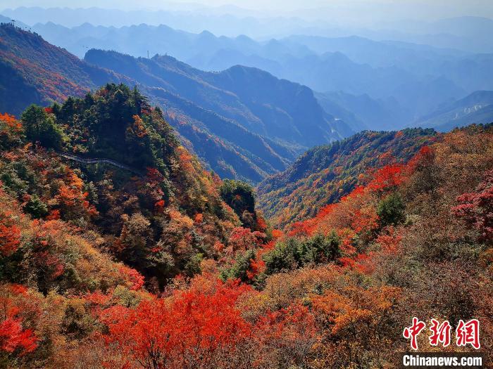 巴山大峽谷漫天紅葉?！埰?攝