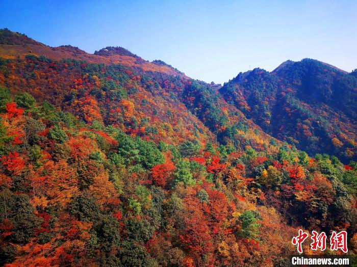 巴山大峽谷漫天紅葉。　張平 攝