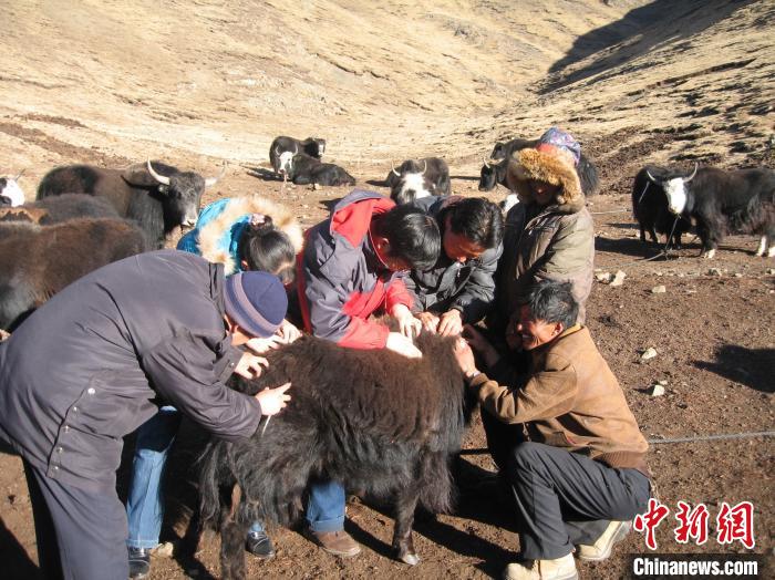 資料圖為研究團(tuán)隊(duì)在青南高原地區(qū)開展了牦牛寄生蟲病流行病學(xué)和防治技術(shù)研究。　 青海省畜牧獸醫(yī)科學(xué)院供圖