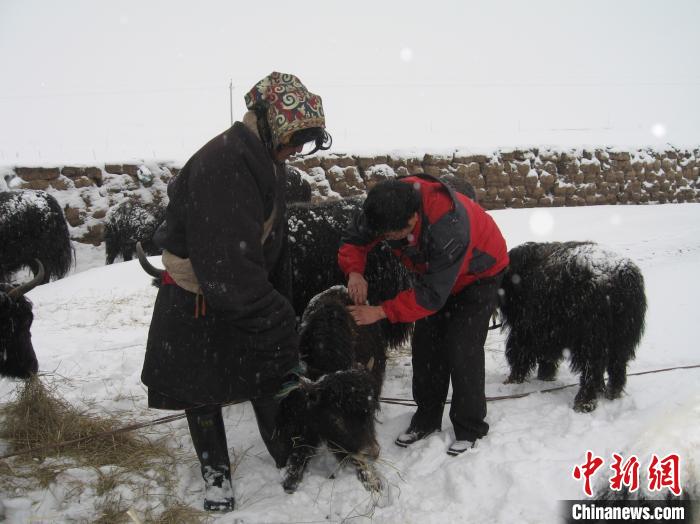 資料圖為研究團(tuán)隊(duì)在達(dá)日縣檢查牛背部皮蠅幼蟲感染情況。　 青海省畜牧獸醫(yī)科學(xué)院供圖