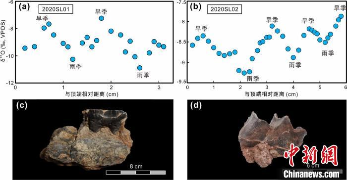 本次研究中的犀牛牙齒化石及氧同位素特征?！≈锌圃呵嗖馗咴?供圖