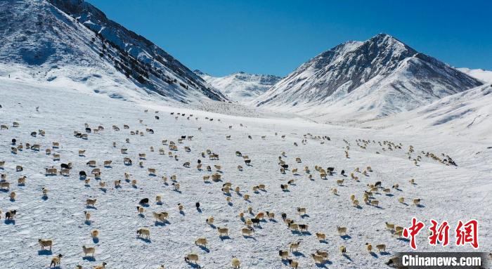 圖為羊群在雪地里覓食?！《继m縣融媒體中心供圖