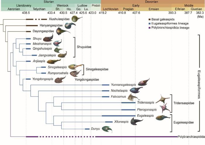盔甲魚類的系統(tǒng)發(fā)育關(guān)系及地史分布?！≈锌圃汗偶棺邓?供圖