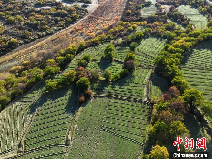 圖為11月8日，雅魯藏布江畔的高原梯田?！《拘?攝