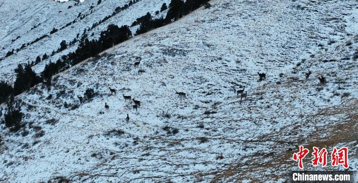 圖為巖羊和馬鹿集體在雪地里休憩?！《继m縣融媒體中心 供圖