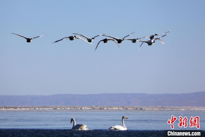 圖為大天鵝在青海湖上空飛翔?！●R怡睿 攝