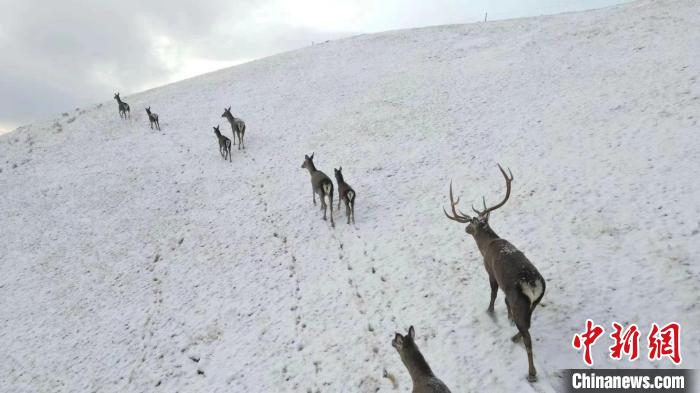 圖為馬鹿群在雪地里行走?！〔湃?攝