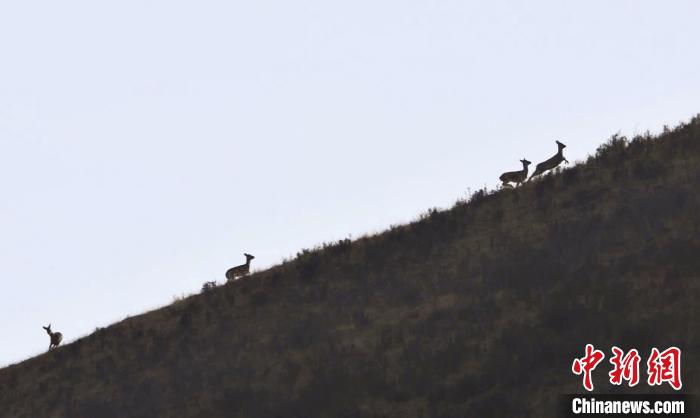 圖為狍鹿在山坡上漫步。　才項(xiàng)南加 攝