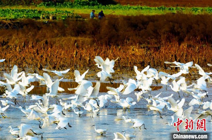 成都白鷺灣濕地公園?！“討?攝