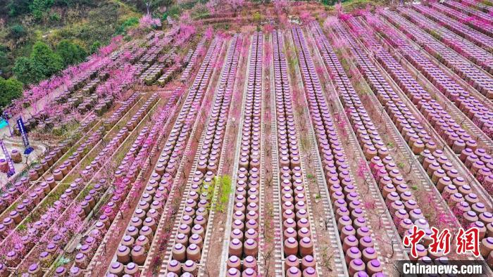 灼灼桃花惹人醉?！㈡?攝