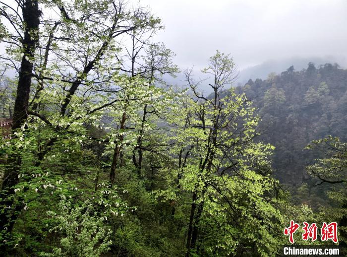 珙桐花朵潔白素雅，與青山雨霧融為一體?！螚?攝