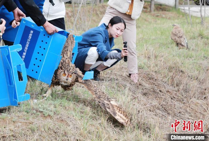 圖為西寧野生動(dòng)物園救護(hù)的雕鸮在西寧市放歸大自然。　馬銘言 攝