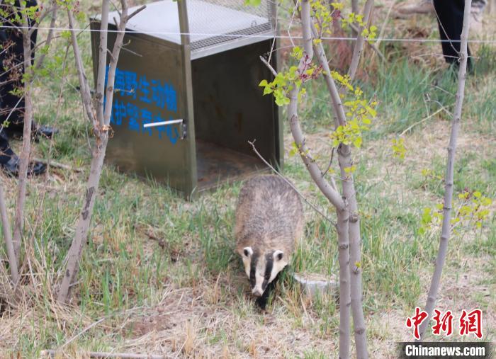 圖為西寧野生動(dòng)物園救護(hù)的狗獾在西寧市放歸大自然?！●R銘言 攝