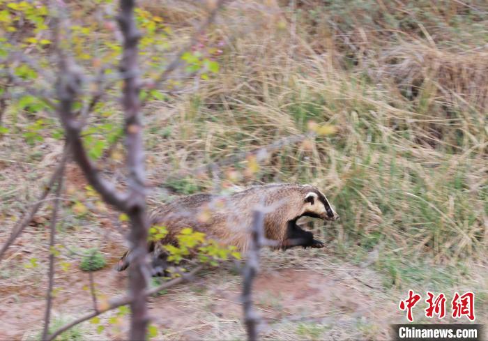 圖為西寧野生動(dòng)物園救護(hù)的狗獾在西寧市放歸大自然?！●R銘言 攝