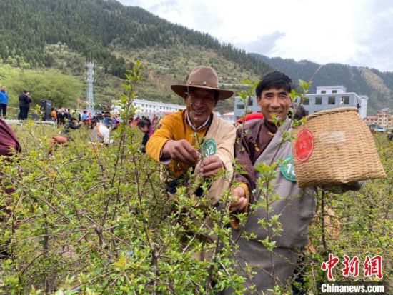 圖為當?shù)剞r(nóng)牧民進行藏雪茶采摘比賽?！⊥鮿x 攝