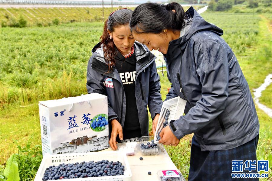 （走向我們的小康生活）（2）西藏林芝：“家門口”種藍(lán)莓增收