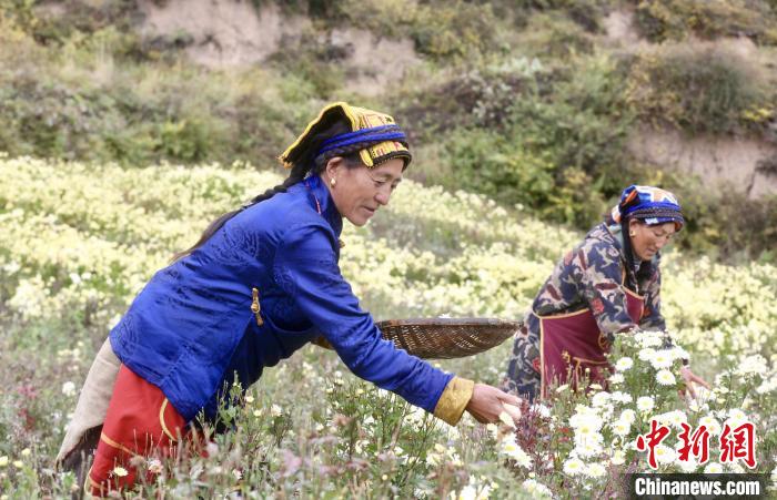 黑水村民在采摘杭白菊。桐鄉(xiāng)市宣傳部提供