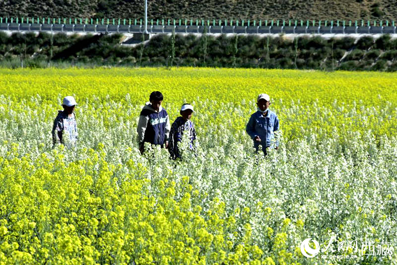 小孩在油菜花田嬉戲。人民網(wǎng) 李海霞攝