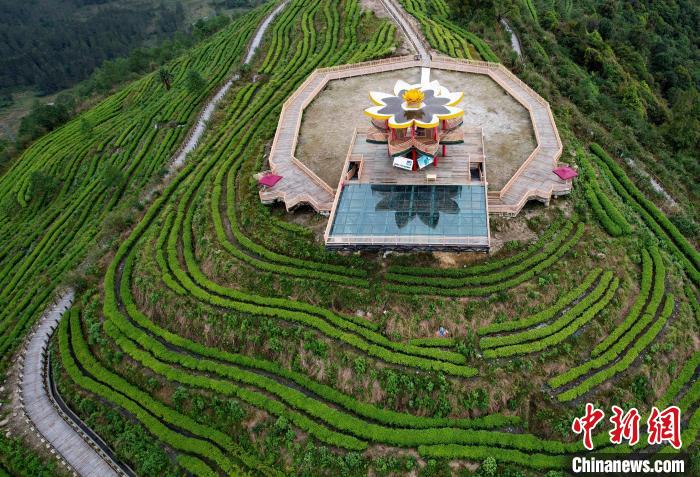 圖為西藏林芝市墨脫縣背崩鄉(xiāng)格林村山頂?shù)木坝^茶園。(無人機照片) 李林 攝