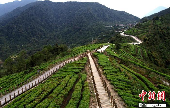 圖為西藏林芝市墨脫縣背崩鄉(xiāng)格林村山頂?shù)木坝^茶園。(無人機照片) 李林 攝