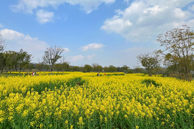 每到油菜花季，就有市民相約到重慶廣陽(yáng)島上踏青賞花。鄒樂(lè)攝