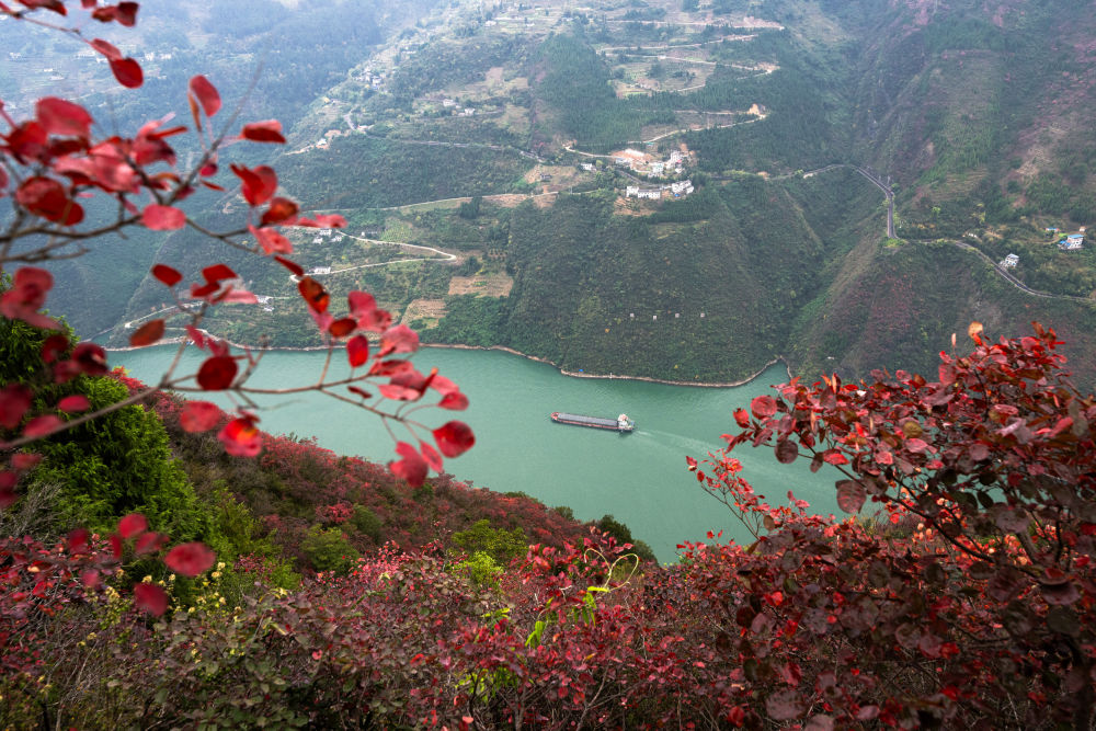 船舶行駛在紅葉掩映下的長江三峽重慶市巫山縣水域（2023年11月30日攝）。新華社記者 肖藝九 攝