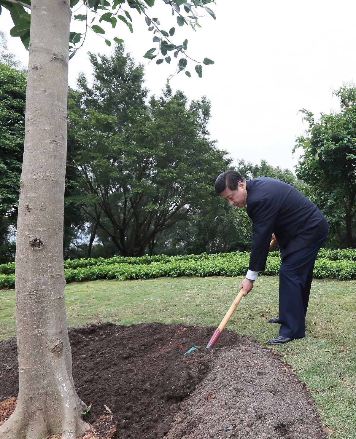 2012年12月8日，習(xí)近平在深圳蓮花山公園種下一棵高山榕樹。